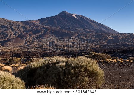 Vegetation, Growing In The Tuf In The Teide National Park In The Spring. Areas Riminding Moonscape A
