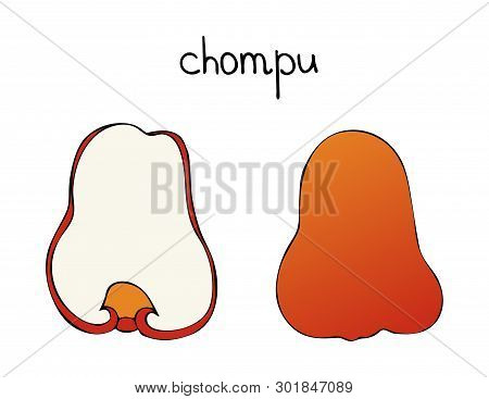 Vector Drawing Of Chompu, Philippine Rose Apple. Sketch Of Tropical Food.