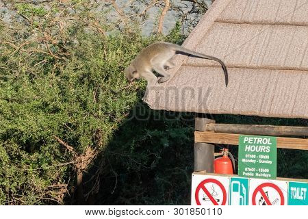 Hluhluwe, South Africa - May 14 2019: Vervet Monkey On The Roof Of The Camp Petrol Station.