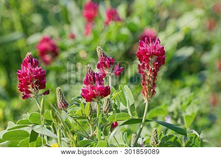 Close Up View Of Sulla Coronaria Flower. Agricultural Plant Are Grown For Animal Feed And To Collect