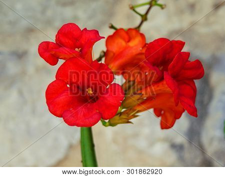 Inflorescence Of Red Kampsis On A Beige Wall Background