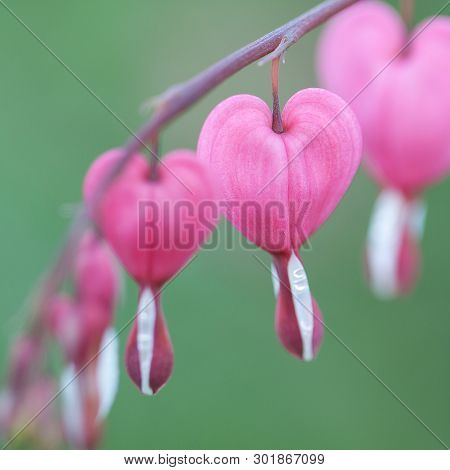Beautiful Bright Delicate Flowers Dicentra Adorning The Summer Park Or Garden