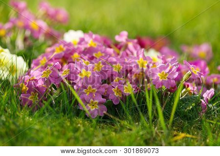 Beautiful Spring Primroses Flowers, Primula Polyanthus Or Perennial Primrose. With Green Leaves In T