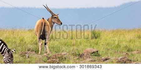 Elend Antilope In The Kenyan Savanna Between The Different Plants