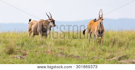 Elend Antilope In The Kenyan Savanna Between The Different Plants