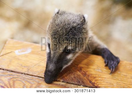 Little Coati Leans On A Chair For Any Purpose