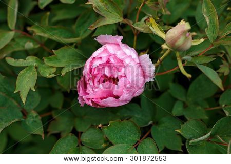 Pink Itoh Hybrid Peony, Paeonia Itoh In Garden.