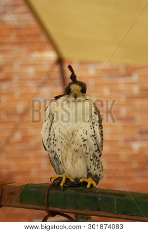 Falconry Predatory Bird Hooded Hawk Falconry Predatory Bird Hooded Hawk