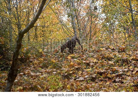 Dog Looking For Truffles In A Field .