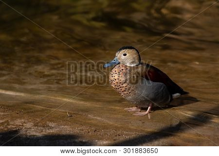 Full Body Of Adult Male Ringed Teal Duck. Photography Of Lively Nature And Wildlife.