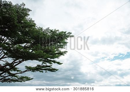Beautiful Branches And Green Leaver Of Big Tree With Sky Background,beauty By Nature