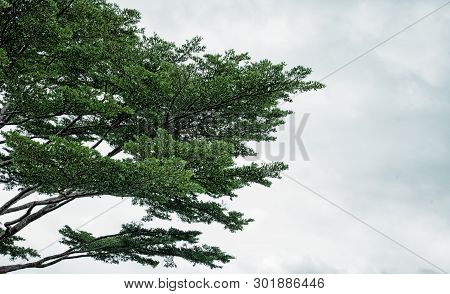 The Abstract Art Design Background Of Beautiful Branches And Green Leaver Of Big Tree With Sky Backg