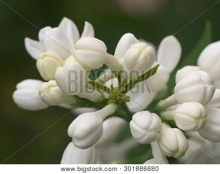 White Lilac Flowers With Buds For A Background, Spring Garden, Syringe Vulgaris.