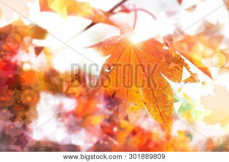 Abstract Autumn Background With Golden Marple Leaf In Counterlight, Space For Your Text