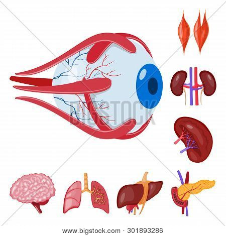 Isolated Object Of Anatomy And Organ Icon. Set Of Anatomy And Medical Vector Icon For Stock.