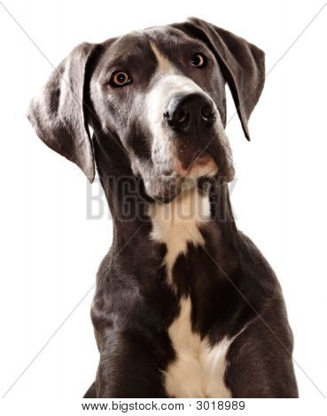 Store danskere hund