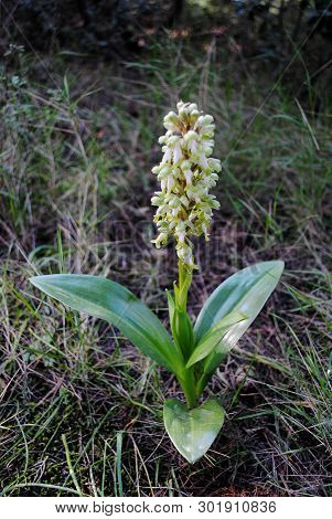 Barlia Robertiana Wild Macro Flower Orchidaceae Family Background Wallpaper Fine Prints Products