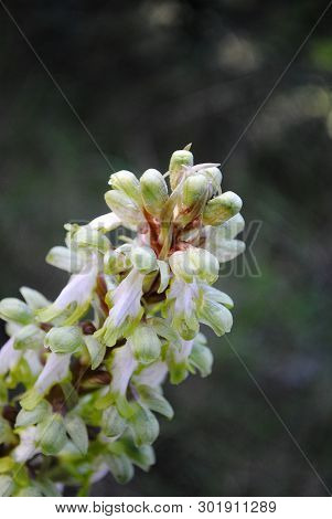 Barlia Robertiana Wild Macro Flower Orchidaceae Family Background Wallpaper Fine Prints Products