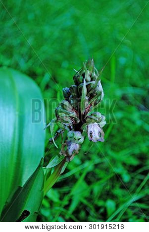 Barlia Robertiana Wild Macro Flower Orchidaceae Family Background Wallpaper Fine Prints Products