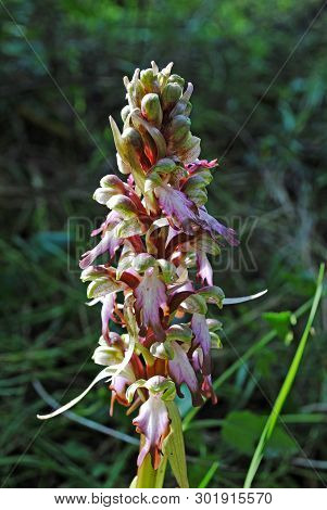 Barlia Robertiana Wild Macro Flower Orchidaceae Family Background Wallpaper Fine Prints Products