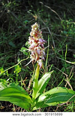 Barlia Robertiana Wild Macro Flower Orchidaceae Family Background Wallpaper Fine Prints Products