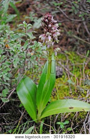 Barlia Robertiana Wild Macro Flower Orchidaceae Family Background Wallpaper Fine Prints Products