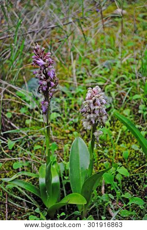 Barlia Robertiana Wild Macro Flower Orchidaceae Family Background Wallpaper Fine Prints Products