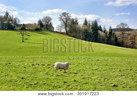 Scottish Farmland In Springtime, Pasture And Sheep