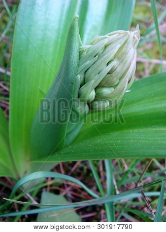Barlia Robertiana Wild Macro Flower Orchidaceae Family Background Wallpaper Fine Prints Products