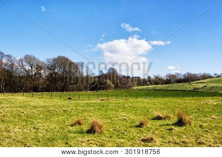 Typical Scottish Countryside In Springtime, Field And Woodlands