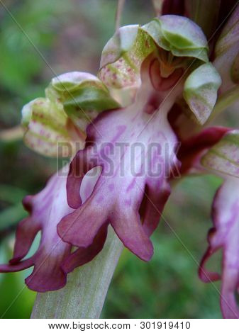 Barlia Robertiana Wild Macro Flower Orchidaceae Family Background Wallpaper Fine Prints Products