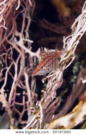 Longnose hawkfish (oxycirrhites typus), de Vörös-tengeren.