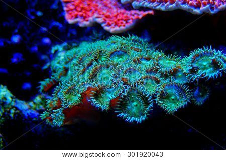Green Toxic Parazoanthus Colony In Coral Reef Aquarium