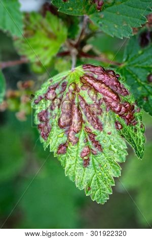 Currant Aphid (cryptomyzus Ribis) On Green Currant Leaves. Close Up.