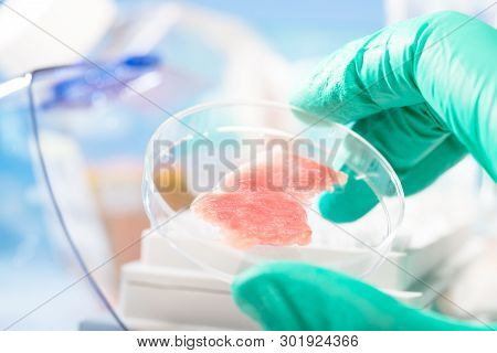 Meat Cultured In Laboratory Conditions, Close-up On Plastic Dish