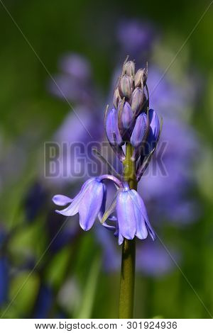 Close Up Of A Bluebell (hyacinthoides Non-scripta) Flower In Bloom