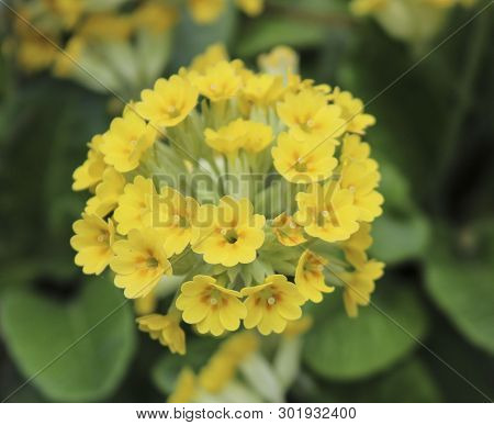 Yellow Flowers Primula Algida In Spring Garden, Close Up
