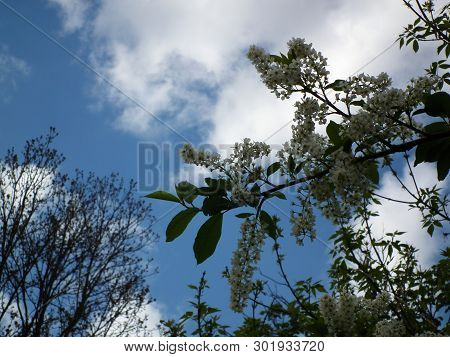 Spring Floral Landscape.. Spring Flowers
Blooming In The Spring Of Wild Forest Apple Trees Against T