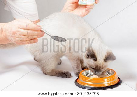 Hands Of An Elderly Woman Put Food To The Cat.