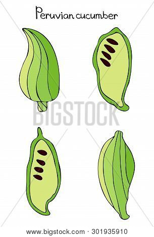 Vector Illustration Of Cyclantera Edible, Cucumber Achohcha, Peruvian Cucumber. Vegetable Growing In
