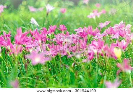 Pink Flowers In A Pastel-style Flower Garden