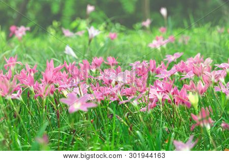 Pink Flowers In A Pastel-style Flower Garden