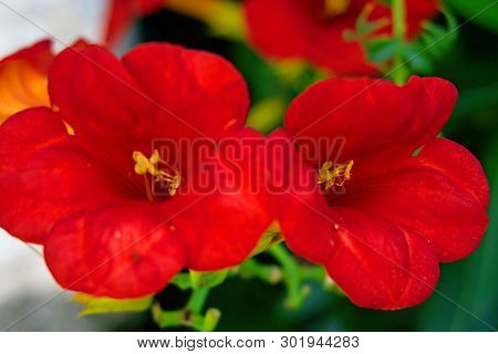 Two Red Kampsis Flower On A Blurred Background