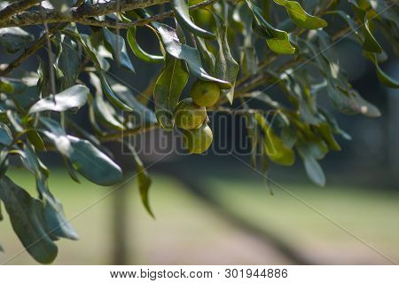 Organic Fresh Macadamia Nut On Tree And Plant In A Farm In Graskop Mpumalanga South Africa