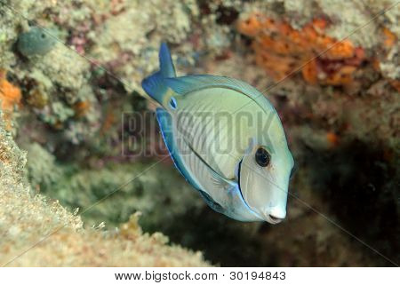 Doctorfish スイミング