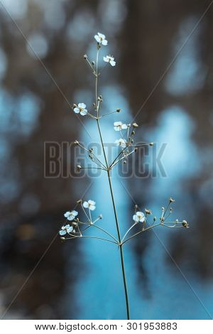 The Small White Flowers Of The Water Plantain, Or Alisma On A Blue Water Background. The Suns Rays F