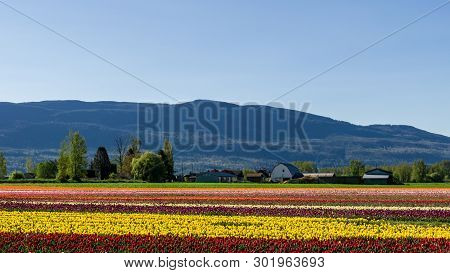 Chilliwack, Canada - April 20, 2019: Big Tulip Flower Field At The Chilliwack Tulip Festival In Brit