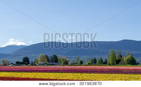 Chilliwack, Canada - April 20, 2019: Big Tulip Flower Field At The Chilliwack Tulip Festival In Brit