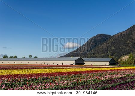 Chilliwack, Canada - April 20, 2019: Big Tulip Flower Field At The Chilliwack Tulip Festival In Brit