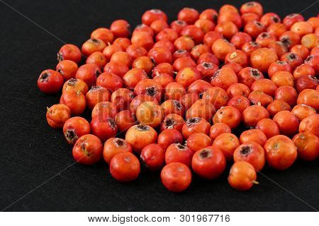 Hawthorn Fruit, Red Hawthorn And Human Health, The Healing Hawthorn Fruit,